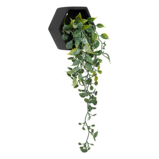 Pianta