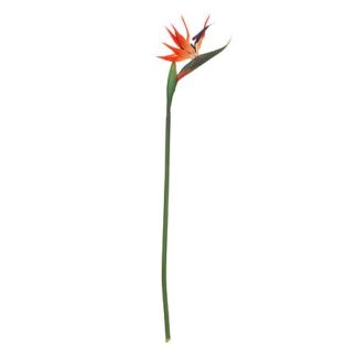 Fiore