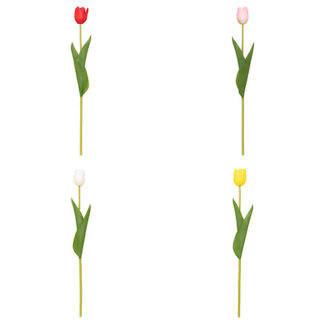 Tulipano